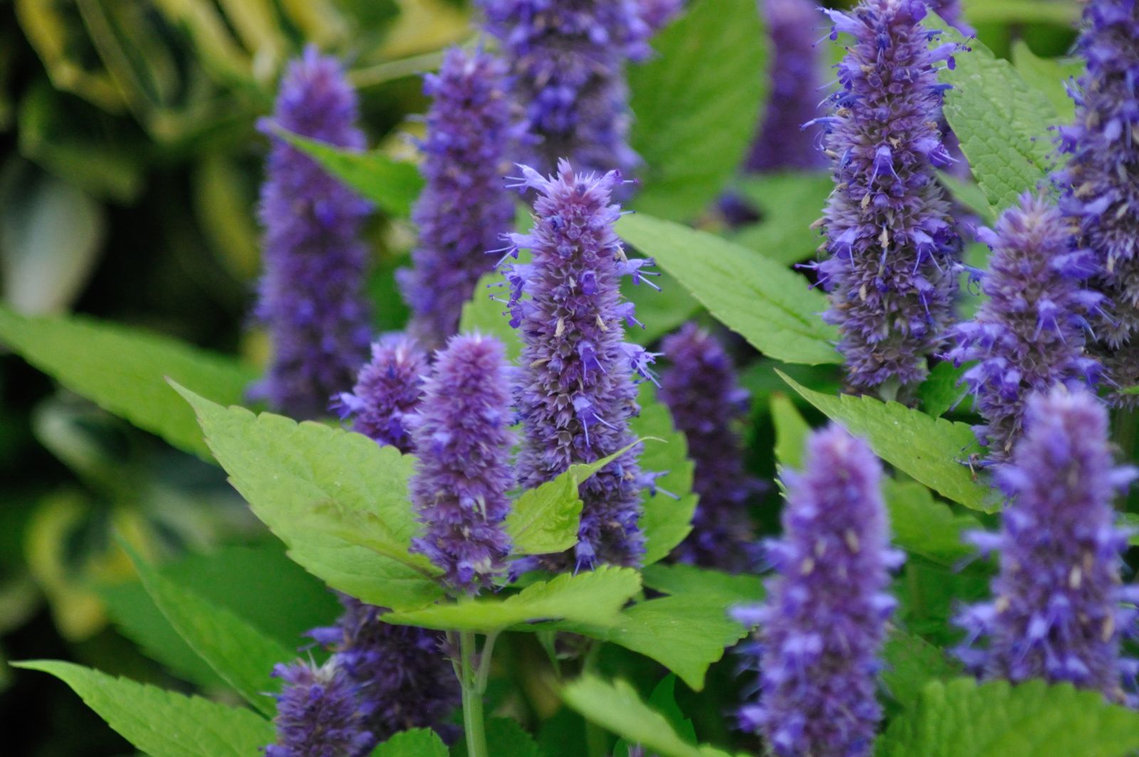 Agastache in flower, purple blooms