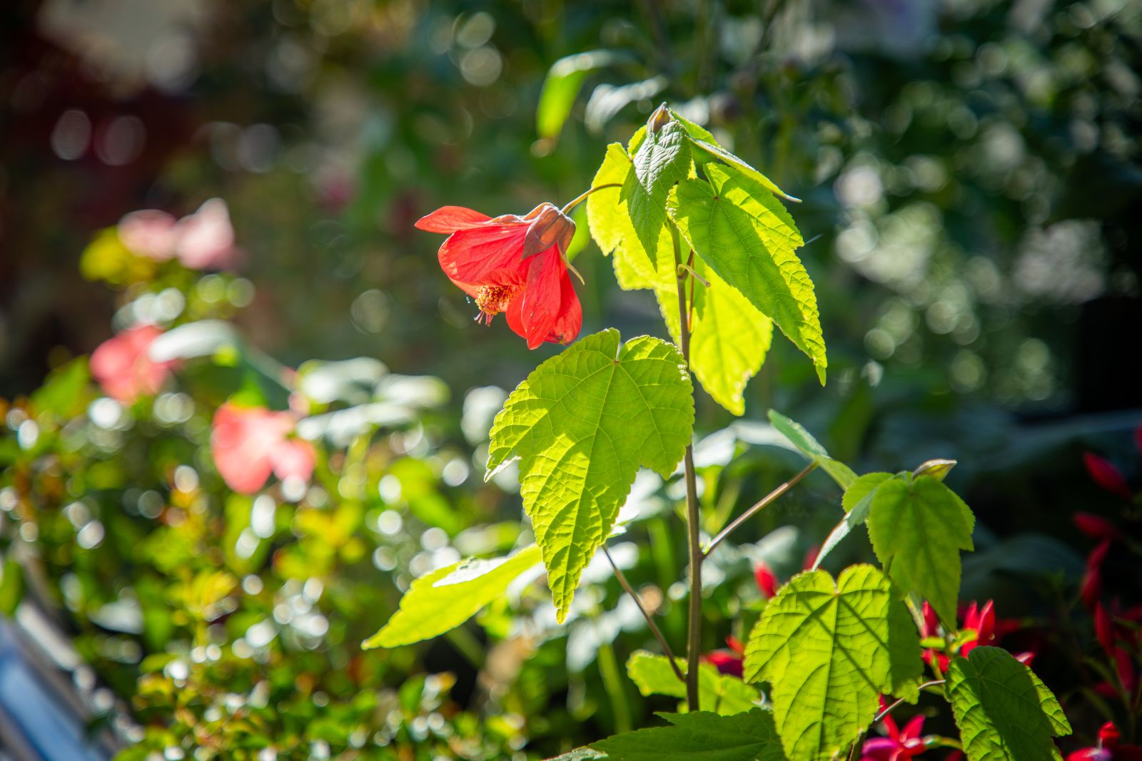 two ASQ Garden & Landscape team members enjoy the sunshine while planning outdoor spaces. 