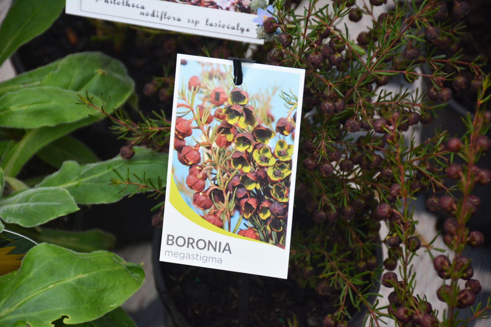 Boronia Megastigma product tag show, product on right