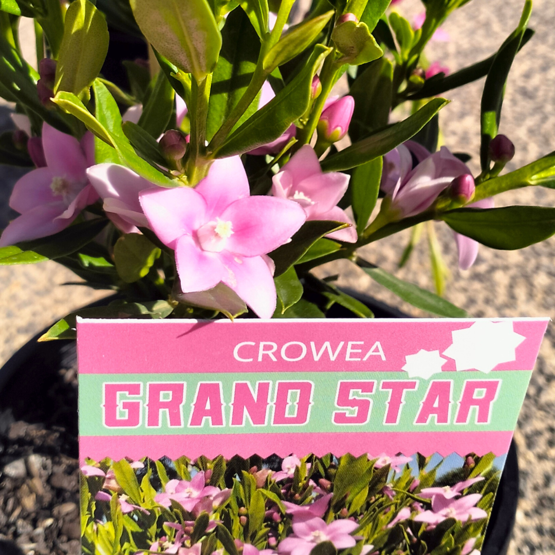 Crowea Grand Star