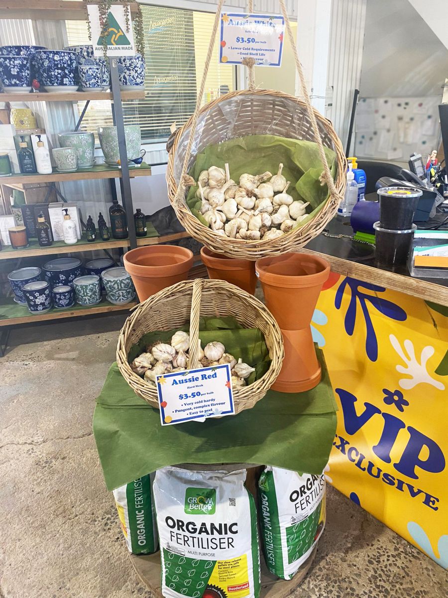 Garlic bulbs in display stand