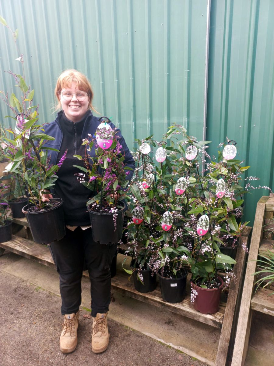 Rose with an armfull of Hardenbergia, also known as Happy Wanderer or Sarsaparilla.