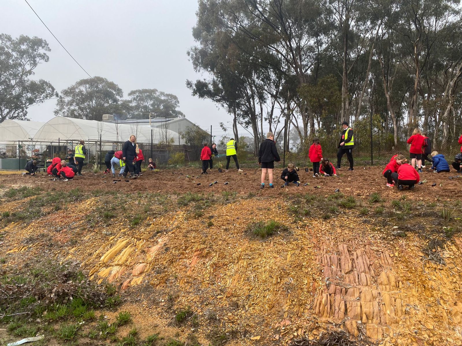 Students planting trees