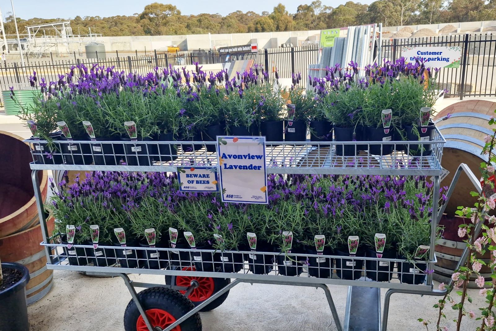 Lavender plants