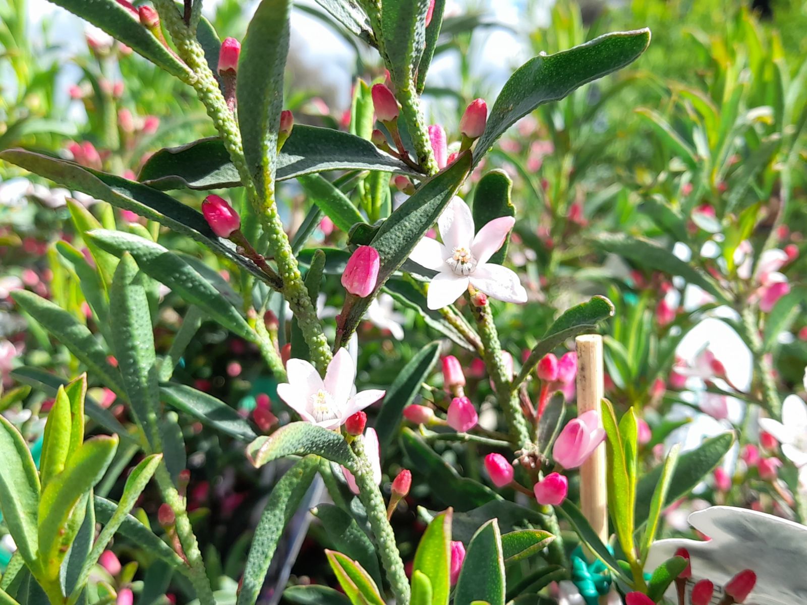 Philotheca myoporoides up close on white 5 peddle star shaped flowers with pink buds