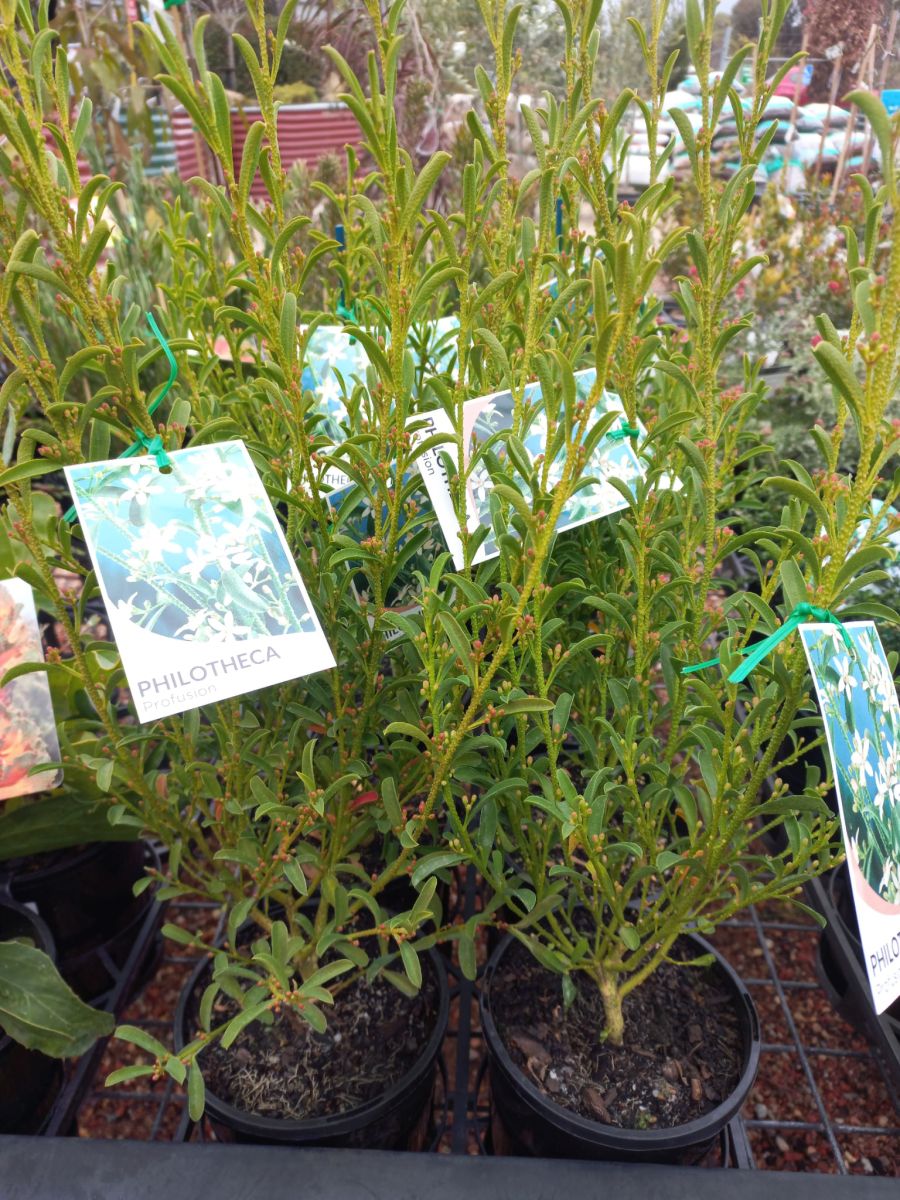 Philotheca myoporoides in pots with labels shown