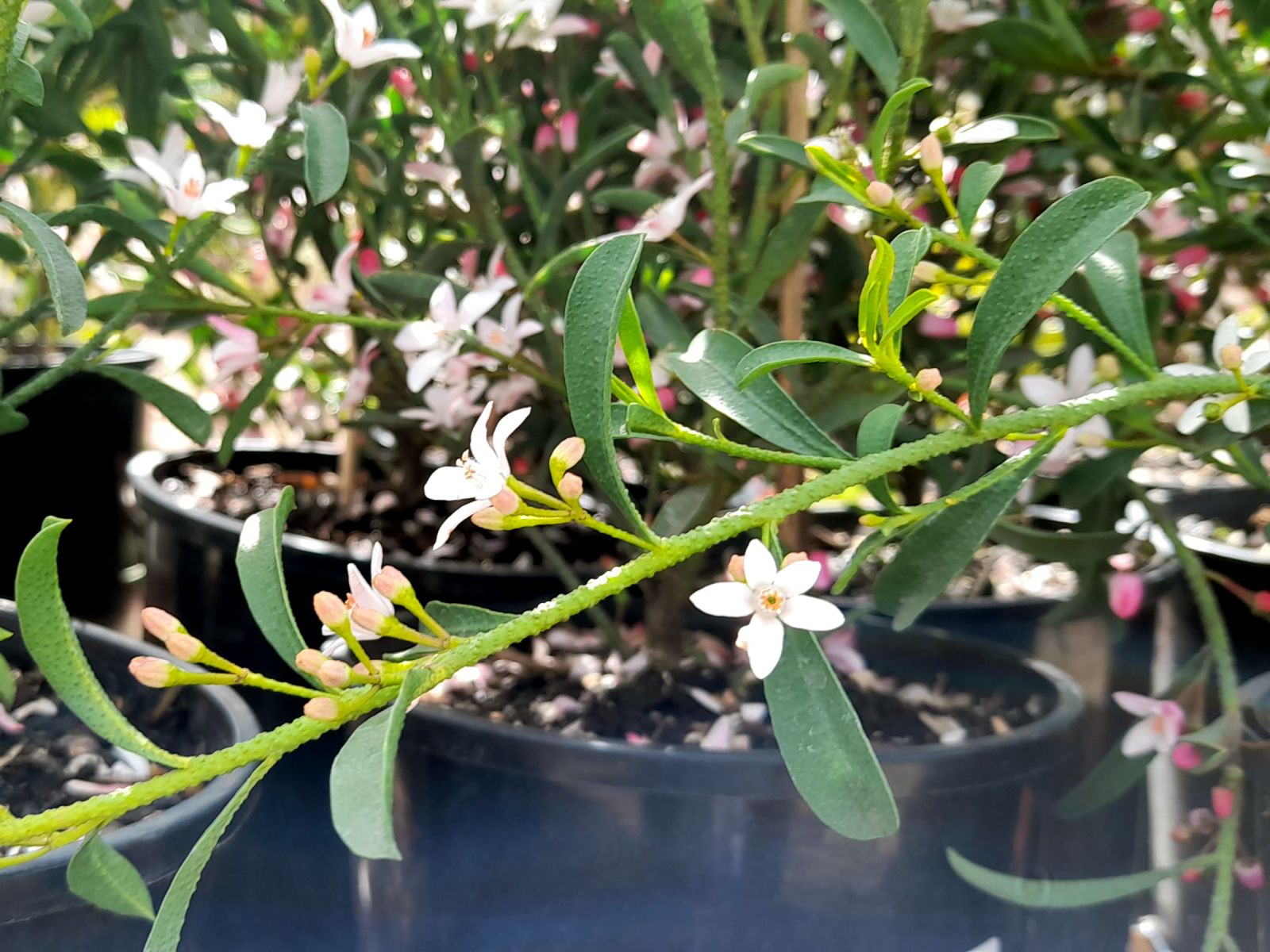 Philotheca myoporoides up close on white 5 peddle star shaped flowers with pink buds