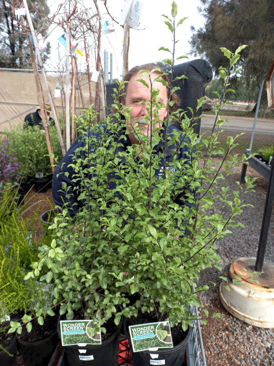 PITTOSPORUM WONDER SCREEN with Terry hidden behind