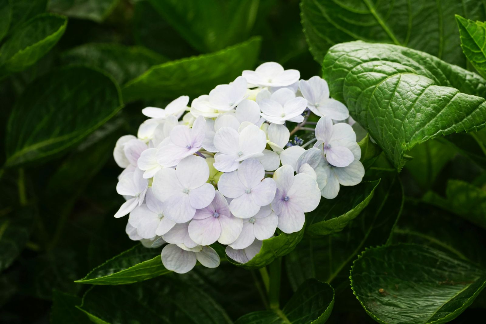 Hydrangeas lilac blooms