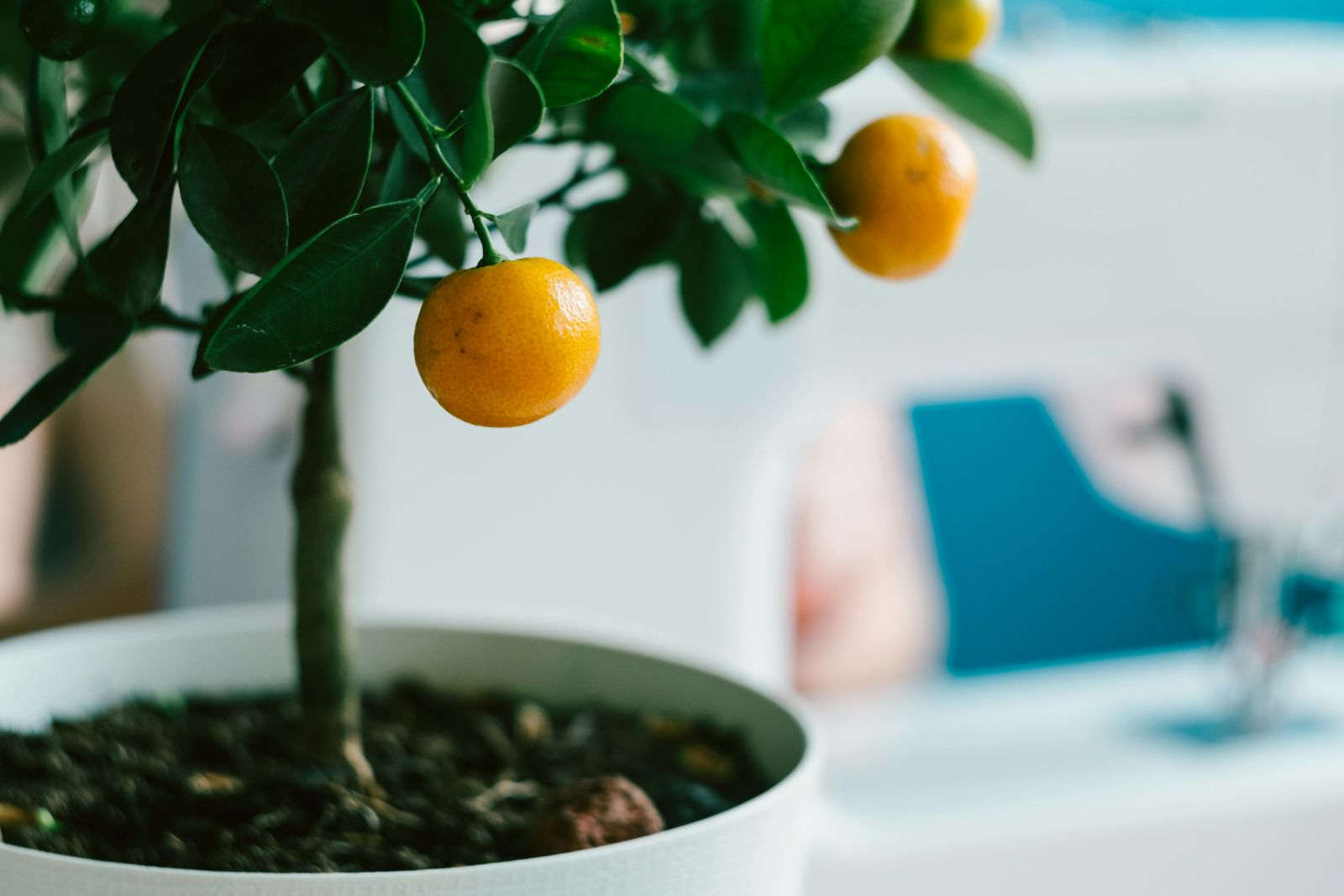 Citrus tree in pot up close