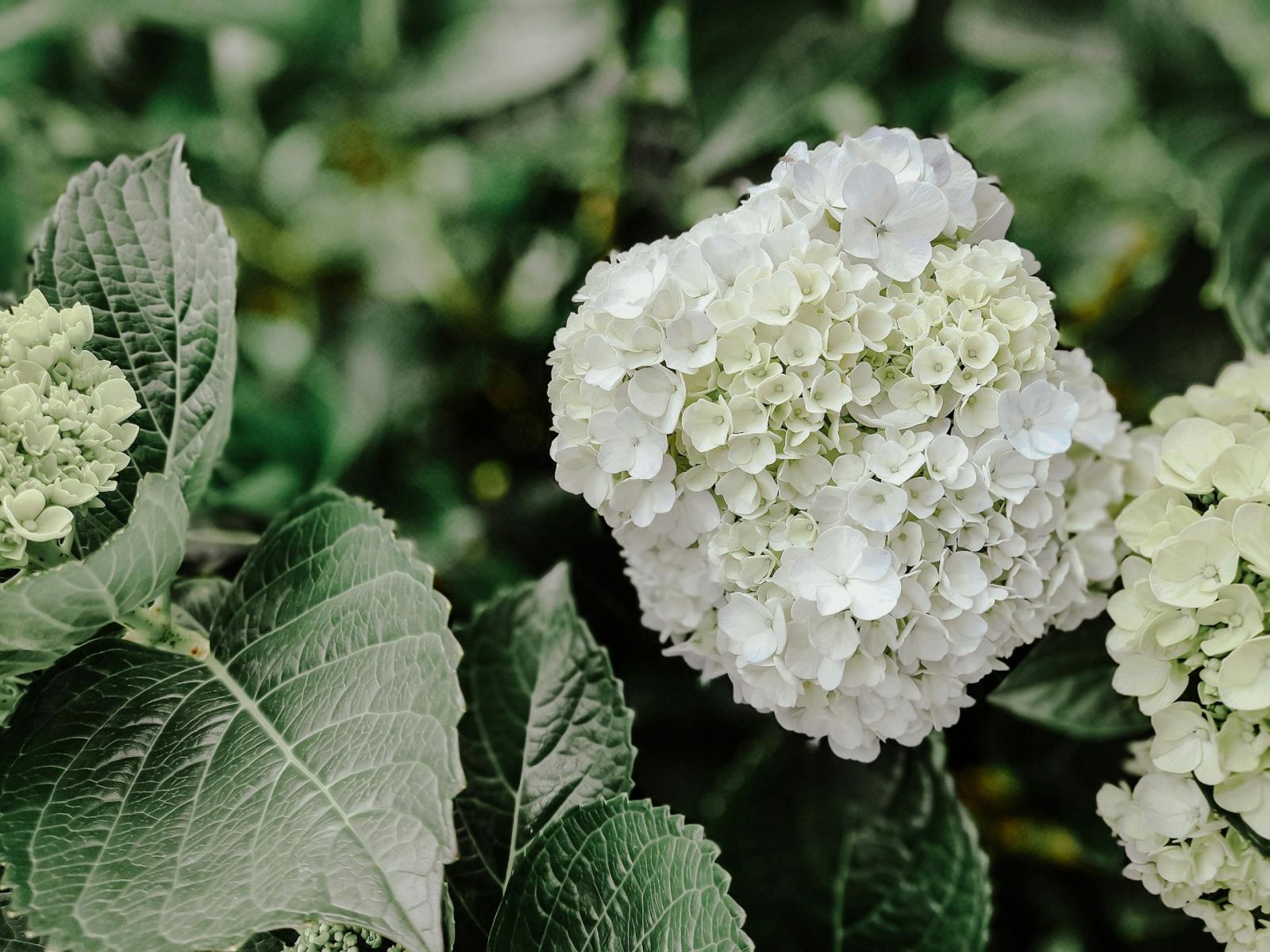 White Hydrangea blooms on plant