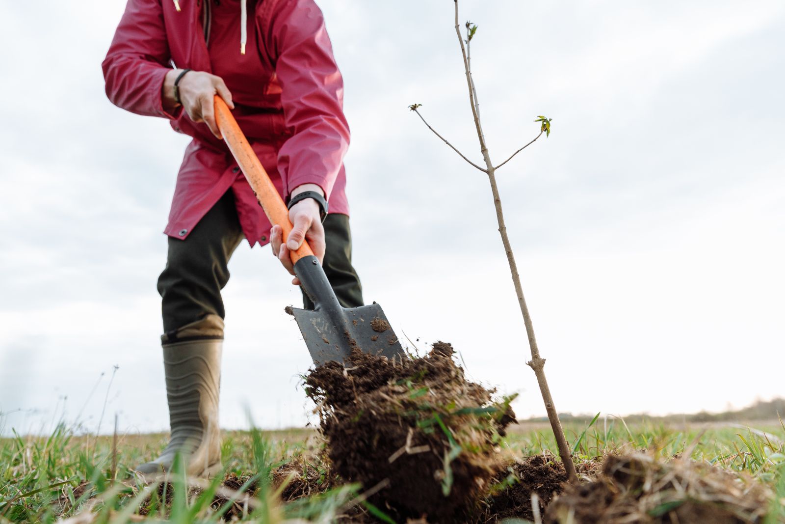 Person in raincoat shoveling soil around tree