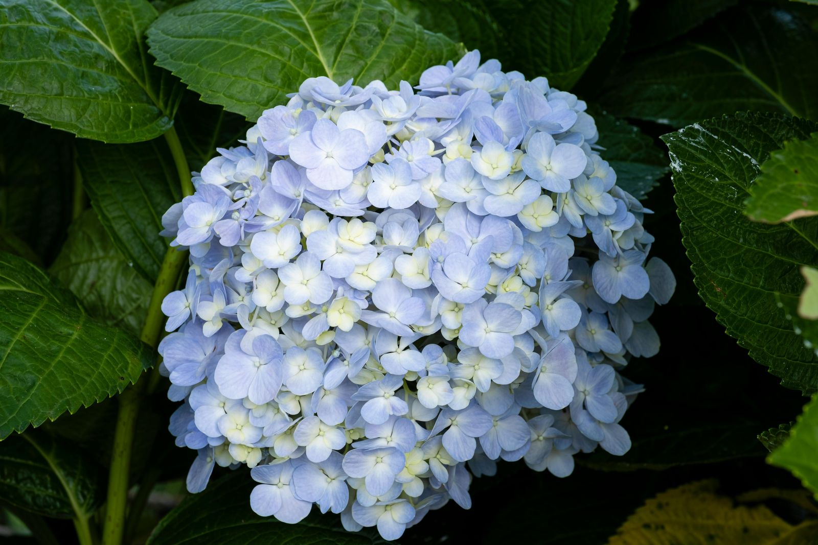 Hydrangeas in blue