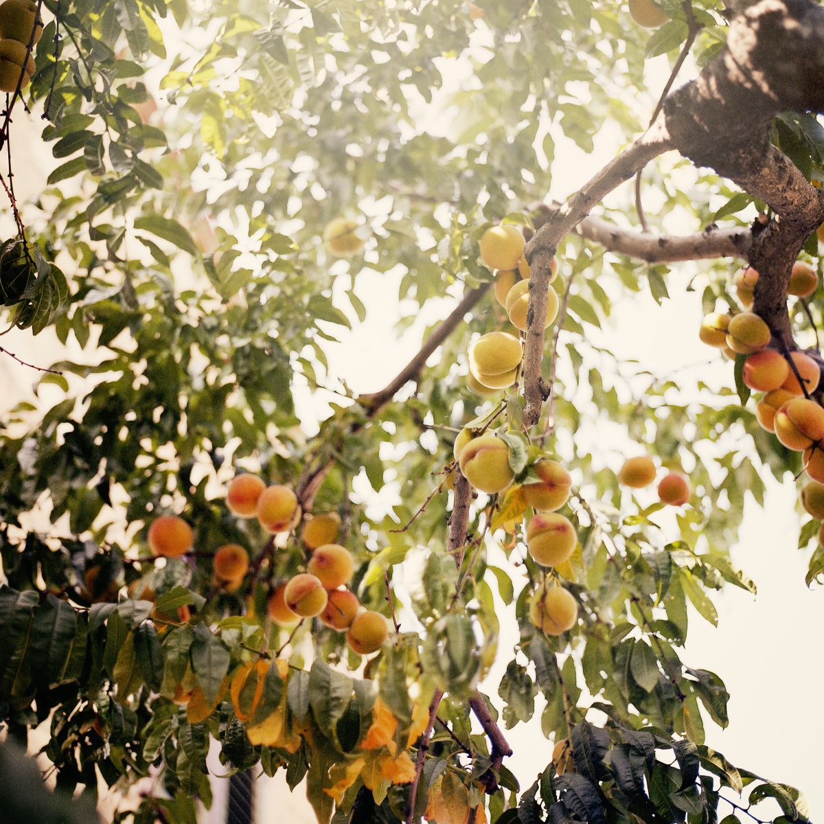 Apricots on tree