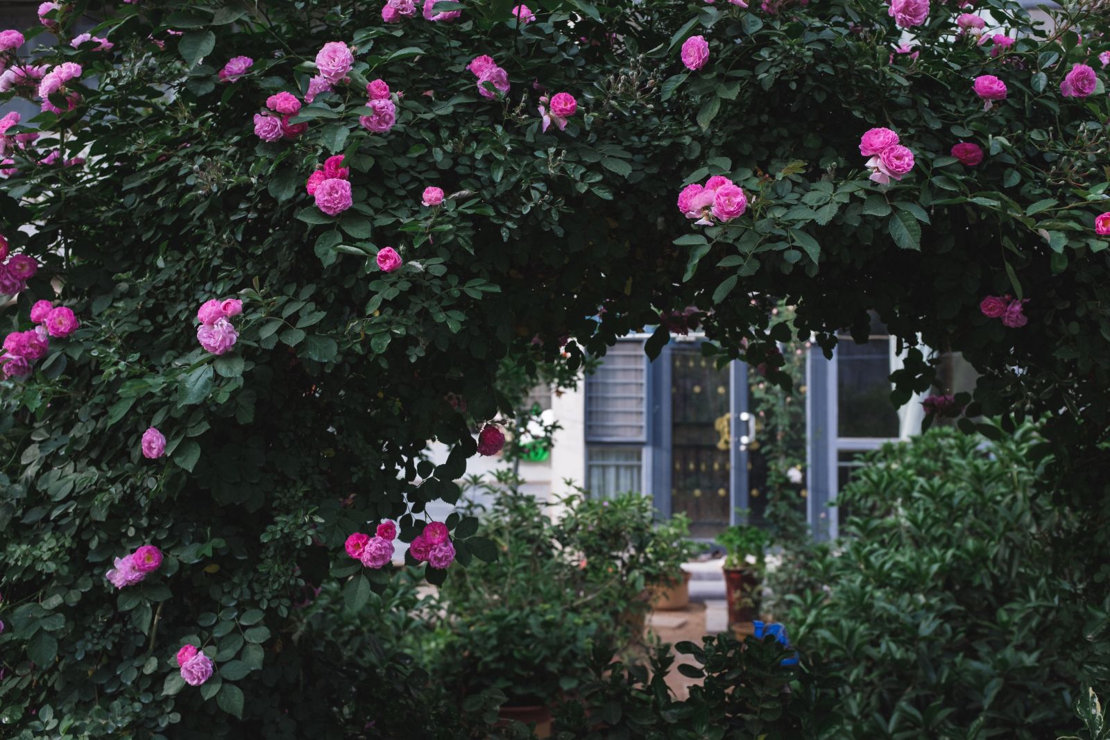 Archway of roses