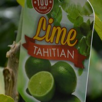 Tahitian Lime - 40Cm Pot