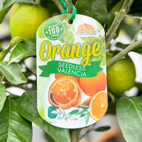 Valencia Seedless Orange - 25Cm Pot