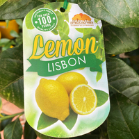 Lisbon Lemon - 25Cm Pot