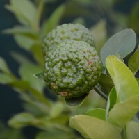 Kaffir Lime Tree - Citrus Hystrix