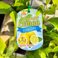 Dwarf Lisbon Lemon