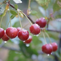 Cherry Morello Sour