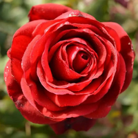 Camp David - 90Cm Standard Rose