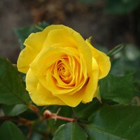 Friesia - Bush Rose