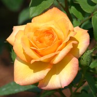 Gold Medal - Bush Rose