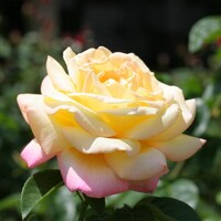 Peace - Bush Rose