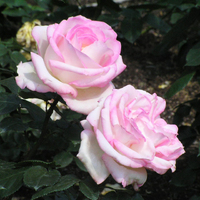 Princess De Monaco - Bush Rose