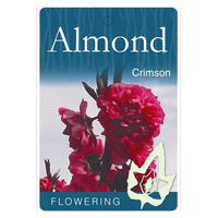 Flowering Almond Tree - Crimson Blooms