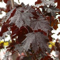 Acer Platanoides 'Crimson King'