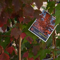 Acer X Freemanii 'Jeffersred' - Autumn Blaze Maple