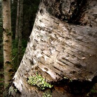 Betula Pendula - Silver Birch 25Cm