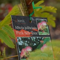 Albizia 'Persian Silk Tree'