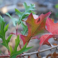 Quercus Palustris - Pin Oak 