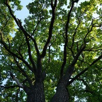 Quercus Robour - English Oak 1.8M