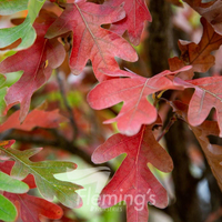 Quercus X Bimundorum 'Crimson Spire' - Hybrid Oak Tree